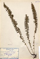 藏品(攀緣陵齒蕨)的圖片